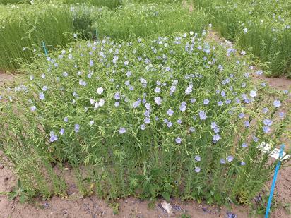 Click for 1 image(s) for this accession.